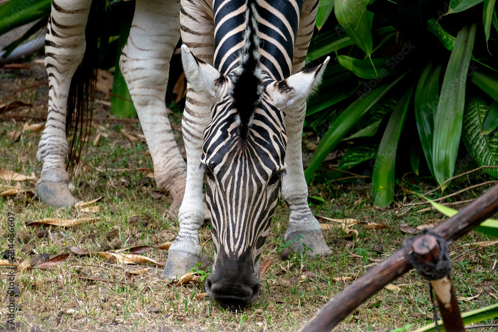 Zebras are ducking to eat grass in the zoo enclosure. animals from the  family of horses