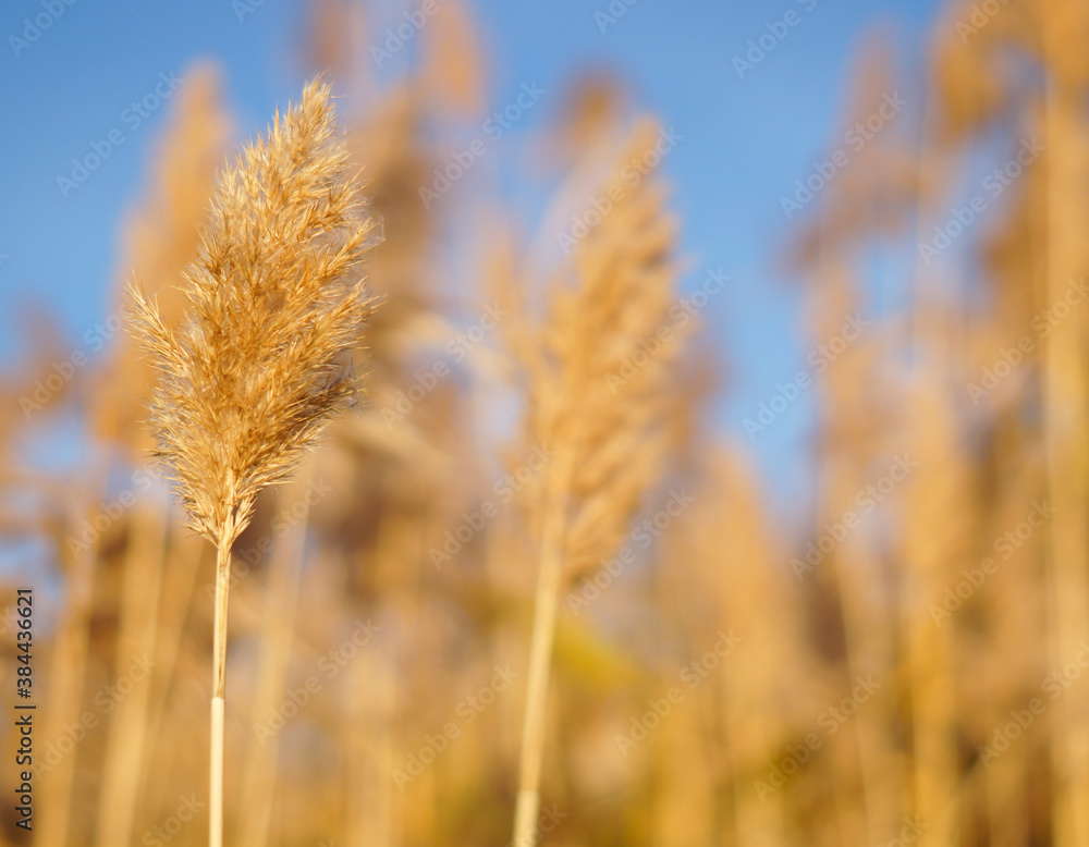 Dry reed on the lake, reed layer, reed seeds. Golden reed grass in the fall in the sun. Abstract natural background. Beautiful pattern with neutral colors. Minimal, stylish, trend concept. Dry reed on the lake, reed layer, reed seeds. Golden reed grass in the fall in the sun. Abstract natural background. Beautiful pattern with neutral colors. Minimal, stylish, trend concept.