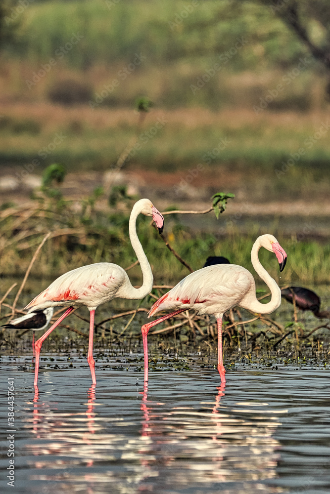 a lovely beautiful couple of flamingos captured by the lens.