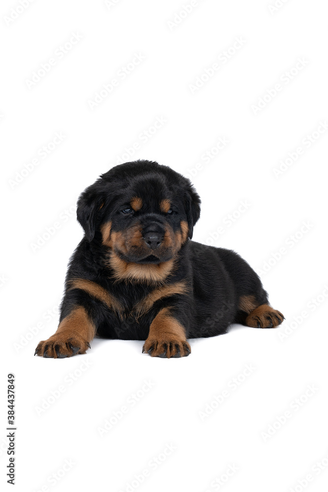 Beautiful Rottweiler puppy, age five weeks, lying down, studio shot isolated in white