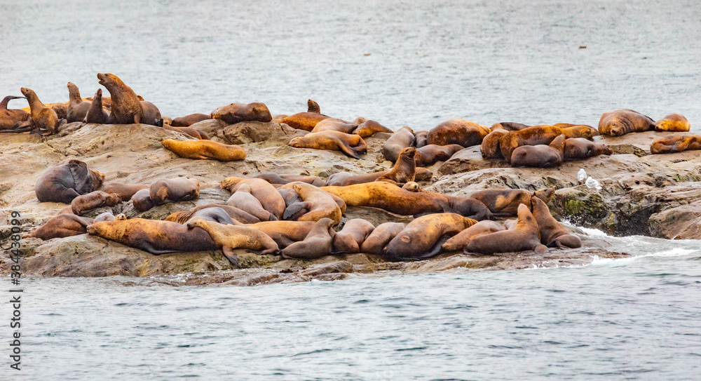 Steller sea lions from gulf of alaska Whittier cruise Steller sea lions from gulf of alaska Whittier cruise