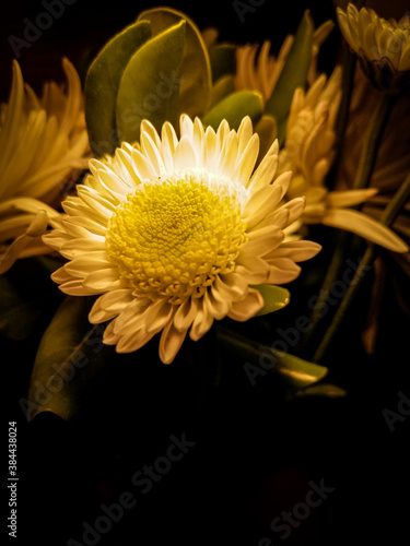 yellow gerber daisy