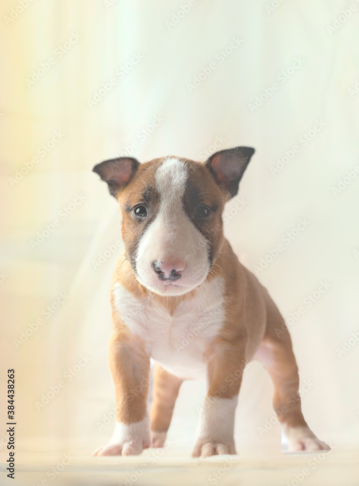 one-month-old red white bull terrier puppy standing on a light background. selective focus open aperture