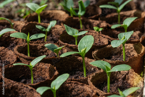 Young green cucumber seedlings in peat pots close up selective focus
