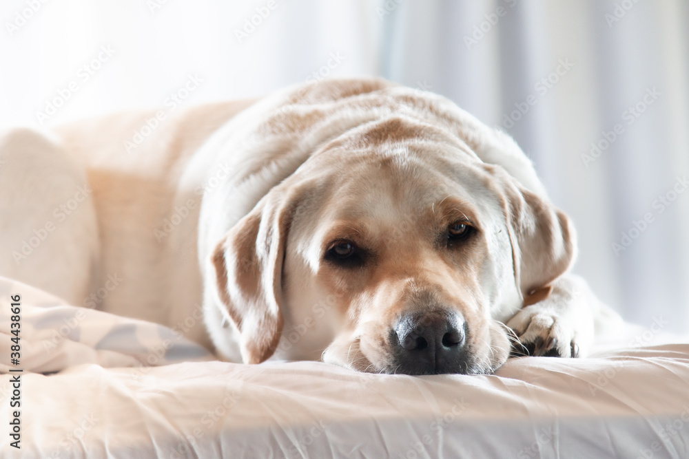 sleepy yellow labrador in white bd sleepy yellow labrador in white bd