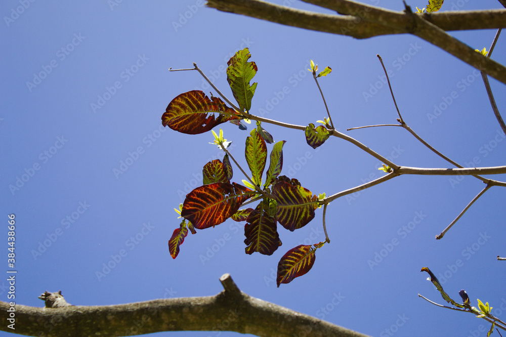 rvore-com-folhas-e-galhos-secos-e-o-fundo-do-c-u-azul-foto-de-stock