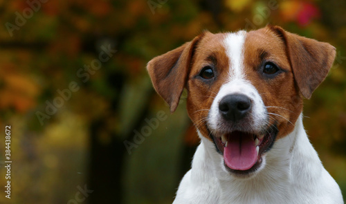 Beautiful terrier puppy outdoors in park