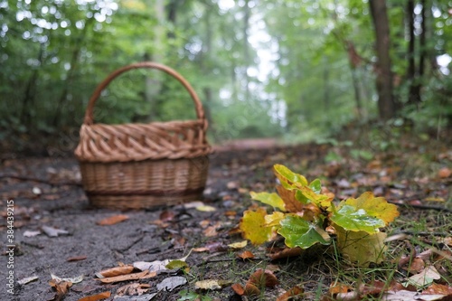 A twig with oak leaves in an autumn color lies on a forest road. In the background is a wicker mushroom basket.