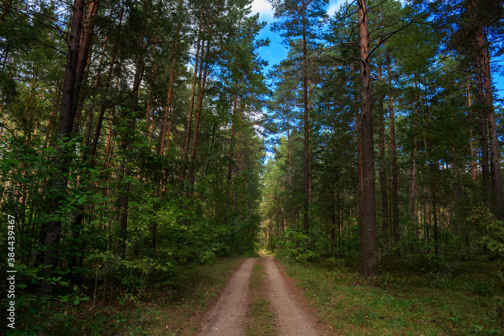 Fototapeta premium Forest.