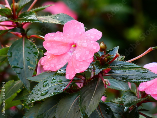 New Guinea impatiens (Impatiens hawkeri) - pink flowers and leaves with raindrops, Shanghai, China photo