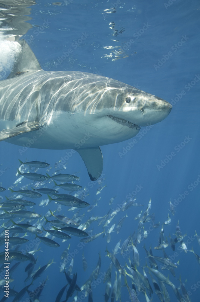 Naklejka premium Great White Shark underwater