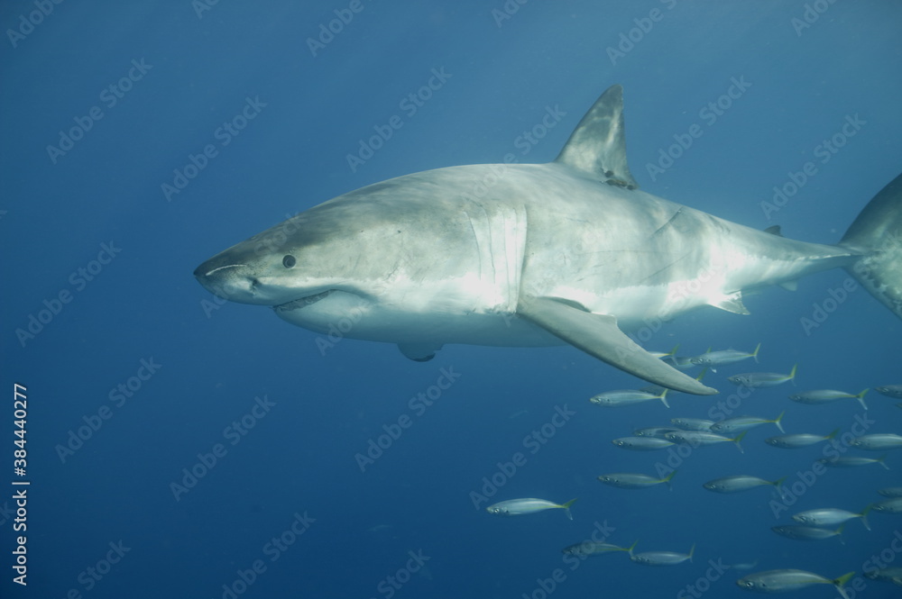 Naklejka premium Great White Shark underwater