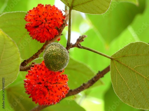 Photography Paper mulberry (Broussonetia papyrifera) - red fruits of tapa cloth tree, Shangh