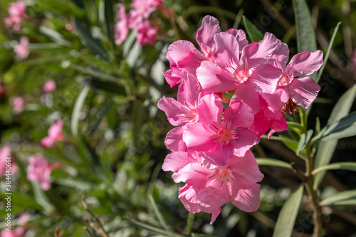 A Bush of blooming pink oleander on a background of green foliage in the garden. Oleander is an evergreen shrub that blooms in summer. Beautiful buds open with narrow pink petals