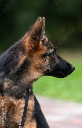 muzzle German Shepherd puppy in the park