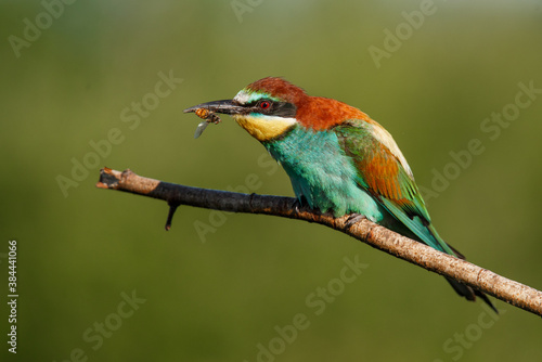 European bee-eater, Merops apiaster. The most colorful bird of Eurasia. The bird caught its prey.
