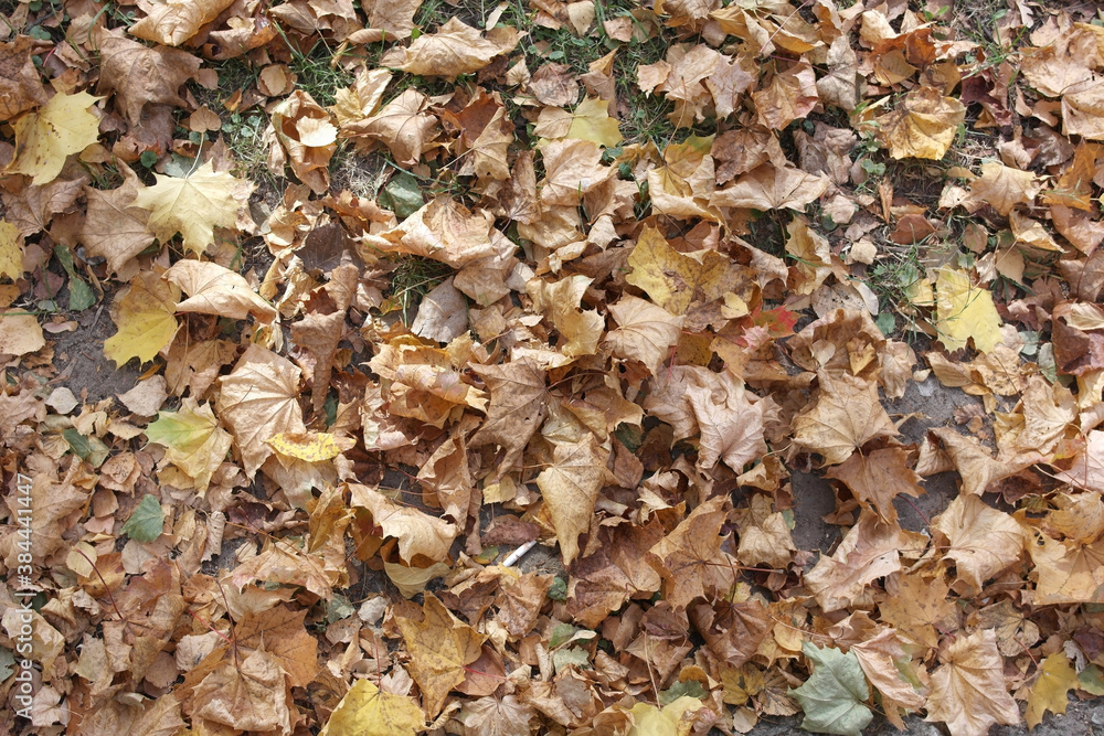 Autumn fallen leaves in the city Park.