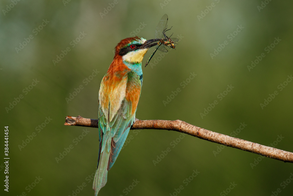 Naklejka premium Bee-eater, Merops apiaster. The most colorful bird of Eurasia. A bird caught a dragonfly