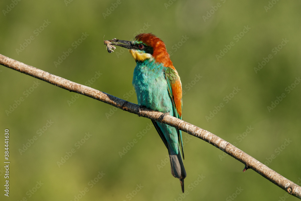 Fototapeta premium European bee-eater, merops apiaster. The bird is sitting on a beautiful branch.