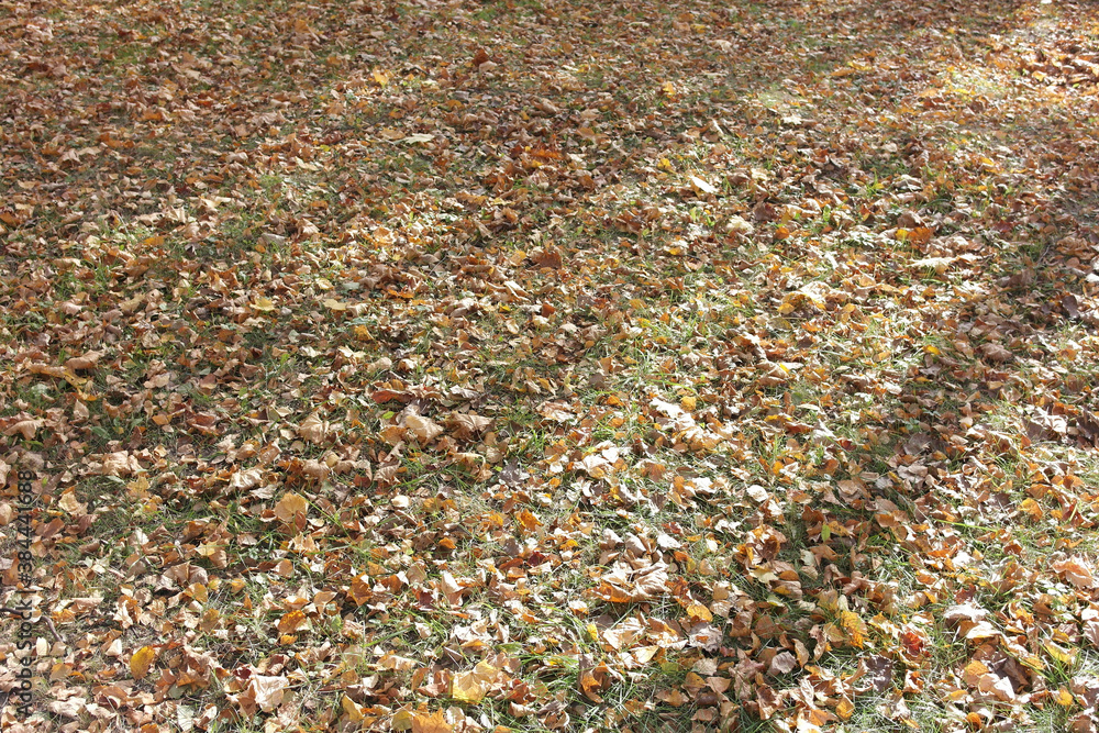 Autumn fallen leaves in the city Park. Autumn fallen leaves in the city Park.