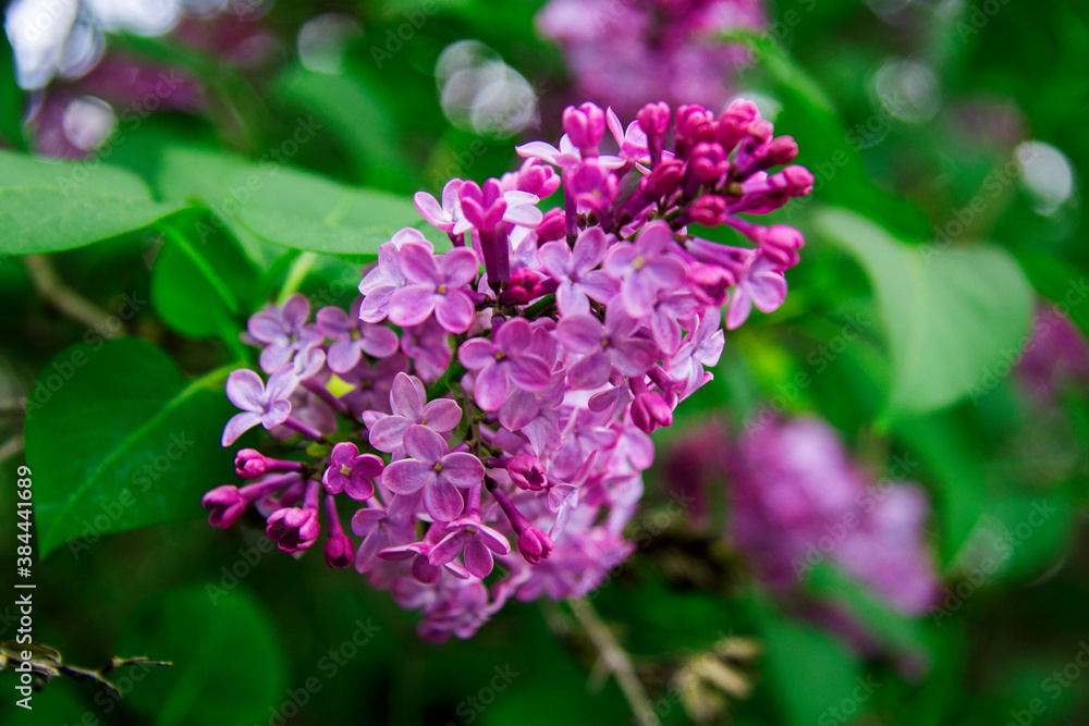 Blossom of violet and purple lilac flowers bush in spring Blossom of violet and purple lilac flowers bush in spring