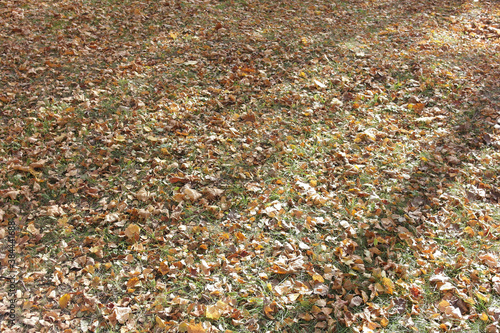 Autumn fallen leaves in the city Park.