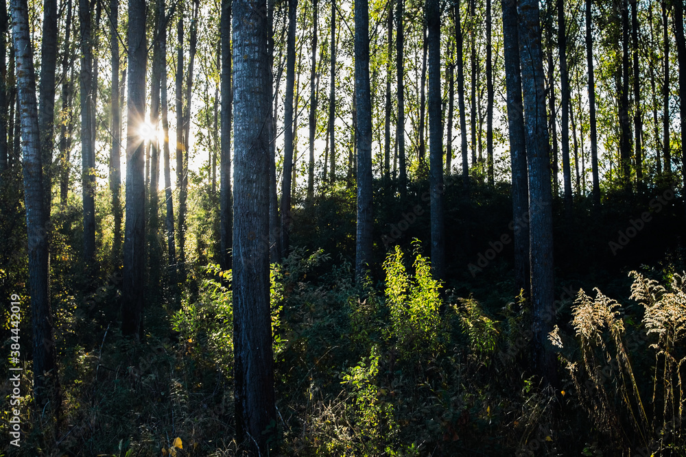 Obraz premium Sun rays in the forest. Sunlight shining through the trees illuminates the dark forest.
