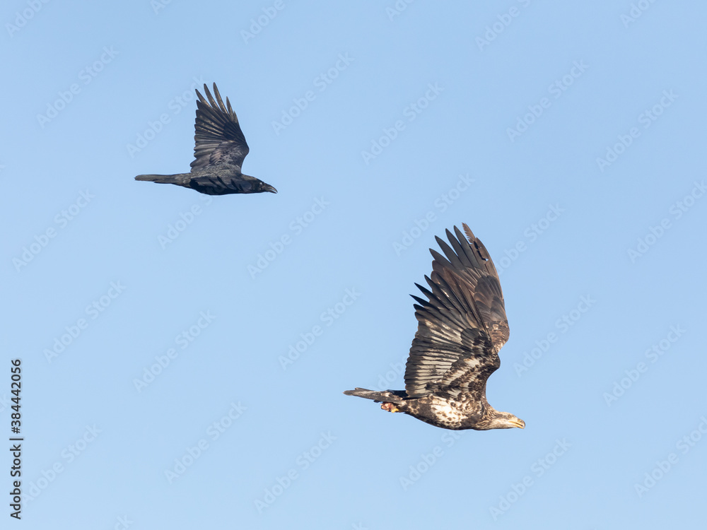 Raven Chases Juvenile American Bald Eagle Raven Chases Juvenile American Bald Eagle