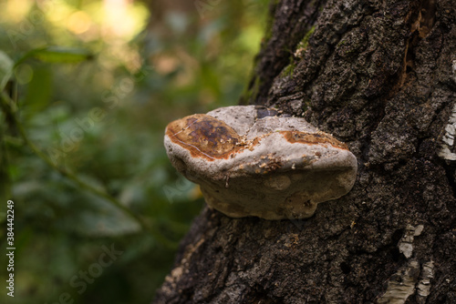 Growing mushroom on a tree trunk. Autumn