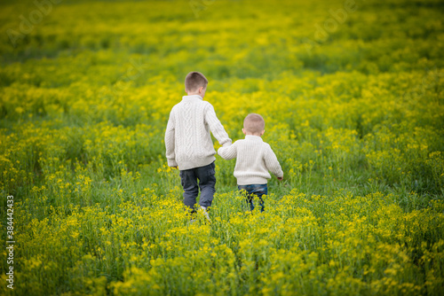 two brothers hold each other s hands and walk into a blooming yellow field. Back view