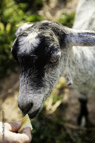 Sheep in pen photo