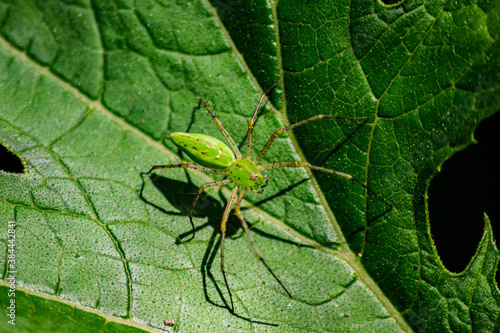 Spider on leaf 