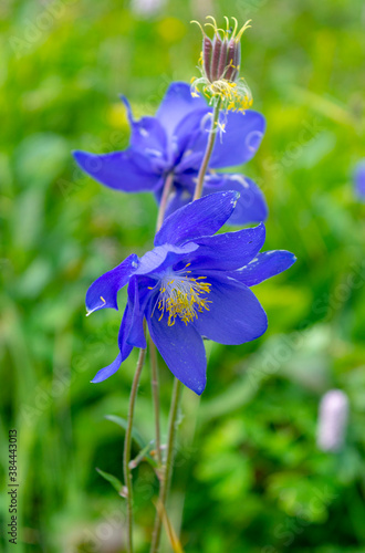 Beautiful blue wildflowers Aquilegia glandulosa close up, growing in alpine meadows of Khakassia mountains, Russia. Selective focus on flowers. Beauty of wild nature