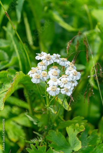 Achillea ptarmica ballerina many white flowers with green leaves. Blooms profusely on the plot photo