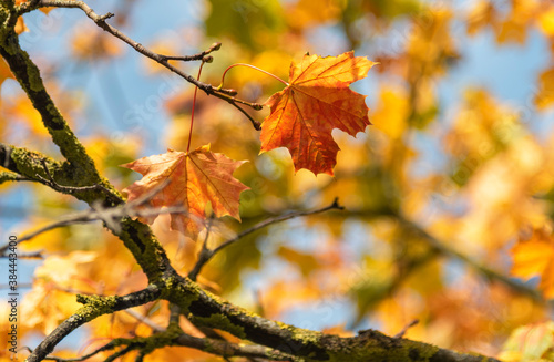 Branch with colorful maple leaves against blue sky at sunny autumn day