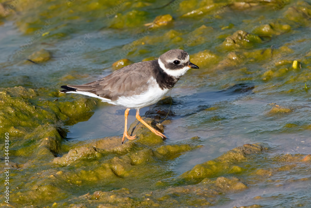 Common ringed plover in Spain Isla Cristina. Common ringed plover in Spain Isla Cristina.