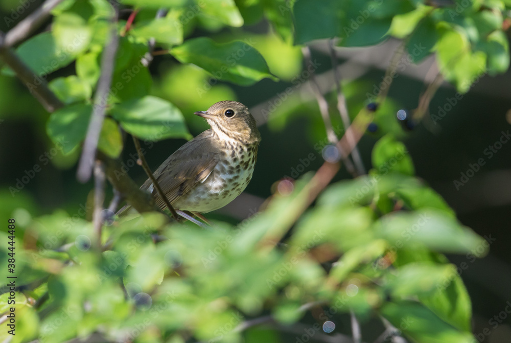 Swainson's Thrush in a Chokecherry Tree Swainson's Thrush in a Chokecherry Tree