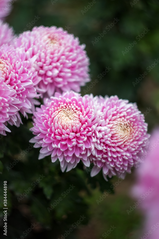 Background of pink chrysanthemums with a copy of the space. Beautiful bright chrysanthemums bloom in autumn in the garden. Background of pink chrysanthemums with a copy of the space. Beautiful bright chrysanthemums bloom in autumn in the garden.