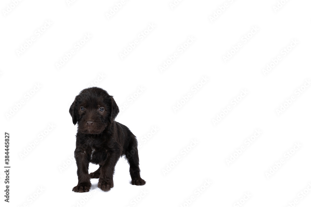 Czech pointer dog or Bohemian wire dog named Cesky fousek eight - week puppy isolated on white Czech pointer dog or Bohemian wire dog named Cesky fousek eight - week puppy isolated on white