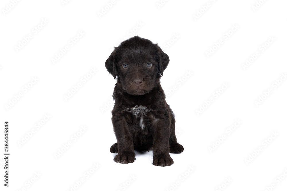 Czech pointer dog or Bohemian wire dog named Cesky fousek eight - week puppy isolated on white Czech pointer dog or Bohemian wire dog named Cesky fousek eight - week puppy isolated on white