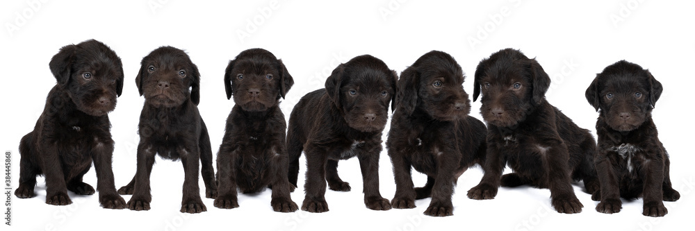 Czech pointer dog or Bohemian wire dog named Cesky fousek eight - week puppy isolated on white Czech pointer dog or Bohemian wire dog named Cesky fousek eight - week puppy isolated on white
