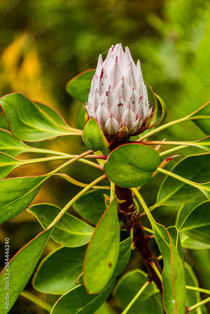 A King Protea - Vertical