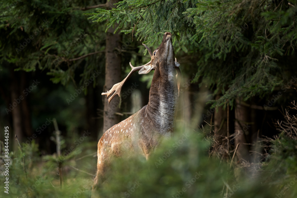 Fallow deer during rutting time. European wildlife nature. Deer moving in the forest. Fallow deer during autumn. Fallow deer during rutting time. European wildlife nature. Deer moving in the forest. Fallow deer during autumn.