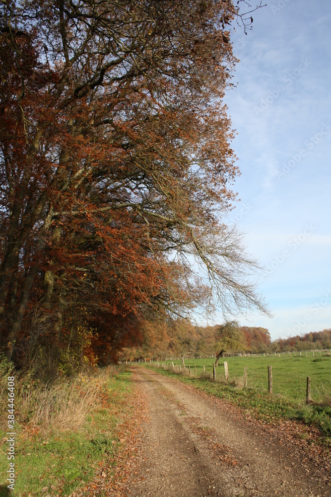 Naklejka premium edge of the forest 2