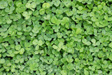 Floral background and clover leaves close-up top view. Patrick's Day concept