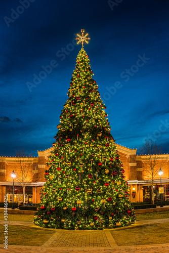 Christmas Tree in the Square