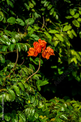 African Tulilp Tree in Full Bloom