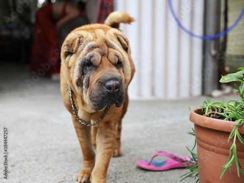 Older sharpei dog moves slowly across the yard towards the viewer. Some sores associated with age and aging are visible on the muzzle