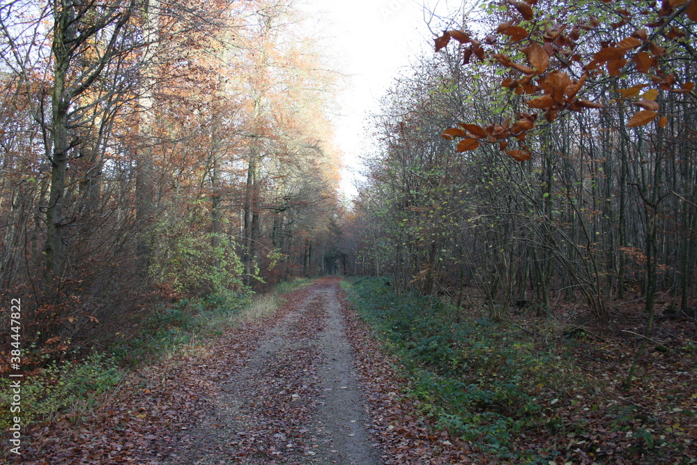 Obraz premium forest path 2