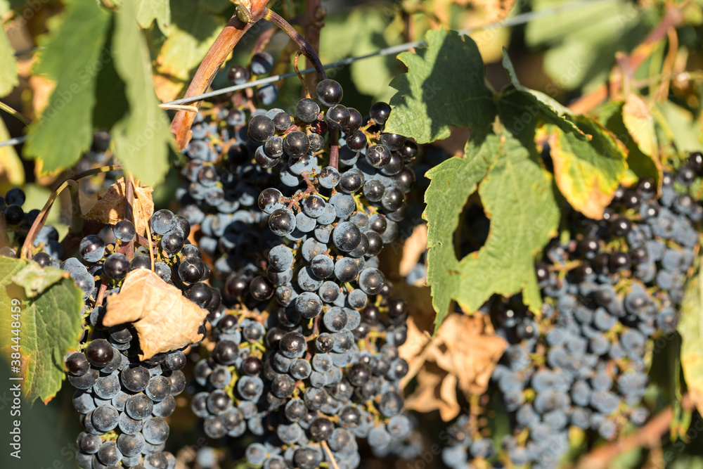 Vineyard plantation in summer. Green growing vine formed by bushes. Vineyard plantation in summer. Green growing vine formed by bushes.